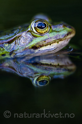 BB 15 0548 / Pelophylax esculentus / Hybridfrosk